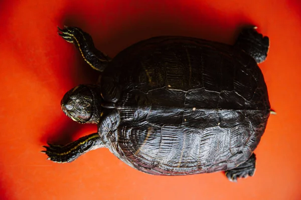Close Tortoise Red Background — Stock Photo, Image