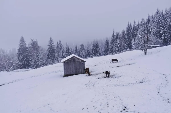 Blick Auf Yaremche Dorf Der Wintersaison Ukraine — Stockfoto