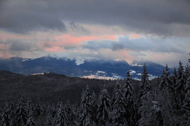 dağlar Çam ormanıyla kış görünümü arka planda, Bukovel, Ukrayna
