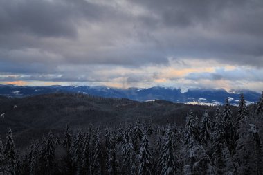 dağlar Çam ormanıyla kış görünümü arka planda, Bukovel, Ukrayna
