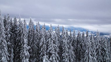 dağlar Çam ormanıyla kış görünümü arka planda, Bukovel, Ukrayna