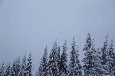 Bukovel, Ukrayna, bulutlu arka plan üzerinde Göknar Ormanı'nın kış görünümü