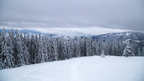 Winter Ansicht Von Tannenwald Mit Bergen Auf Dem Hintergrund Bei — Stockfoto