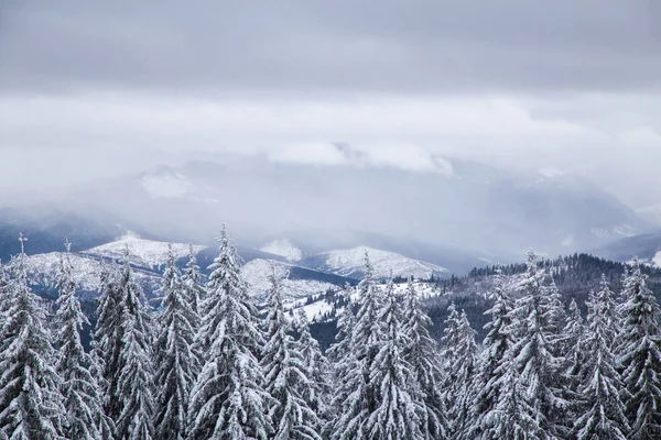Widok Zima Las Jodłowy Góry Tle Bukovel Ukraina — Zdjęcie stockowe
