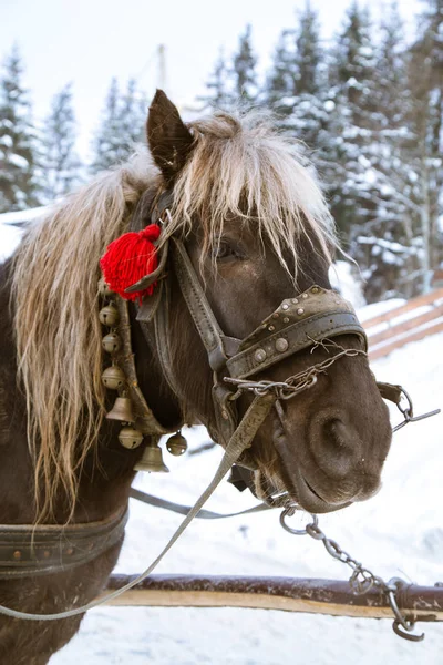 Primer Plano Caballo Calle Bukovel Yaremche — Foto de Stock