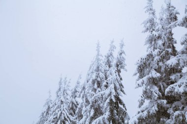köknar kış sezonu, Ukrayna köyünde Yaremche ormanda görünümünü