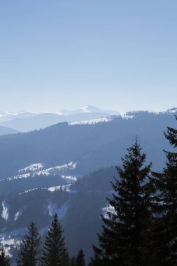 çam ağaçları kış görünümünü Dağları arka planda, Yaremche