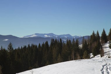 çam ağaçları kış görünümünü Dağları arka planda, Yaremche