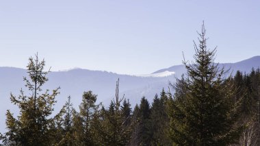 çam ağaçları kış görünümünü Dağları arka planda, Yaremche