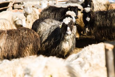 Yaremche çiftlikte koyunlar sürünün görünümü 