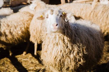 Yaremche çiftlikte koyunlar sürünün görünümü 