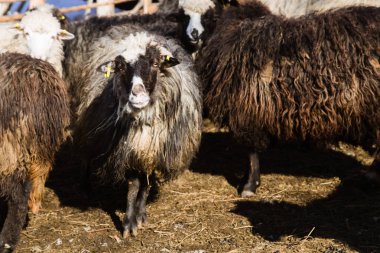 Yaremche çiftlikte koyunlar sürünün görünümü 