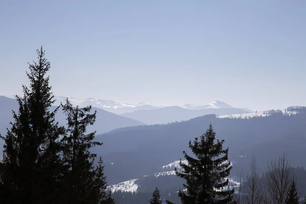 Vista Invierno Abetos Fondo Las Montañas Yaremche — Foto de Stock