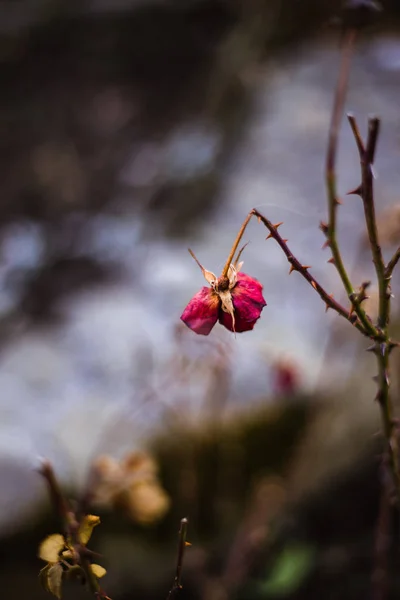 Närbild Torr Blomma Kvist Dagtid Verhovyna — Stockfoto