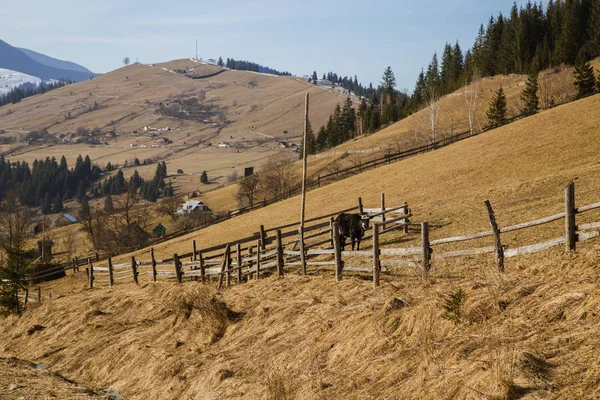 Hegyek Közelében Verhovyna Falu Daytime Megtekintése — Stock Fotó