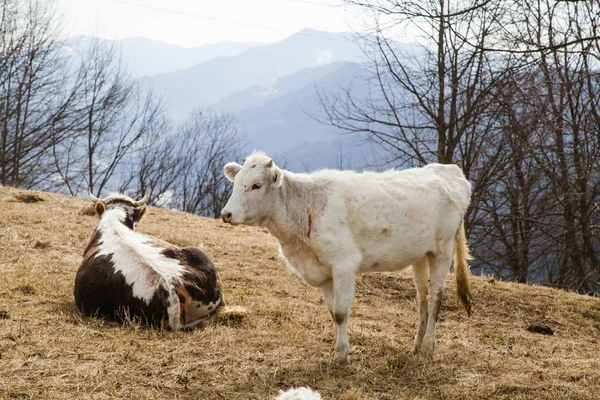 在乌克兰 Kryvorivnya 村附近的草地上放牧的一群奶牛 — 图库照片