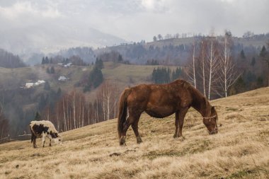 sisli dağlar, Krasnoyillya ile tepelerde otlayan canlı hayvan ile manzara