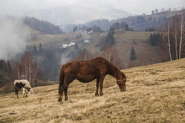 Fekvő Élő Állomány Legeltetésre Ködös Hegyekkel Krasnoyillya — Stock Fotó