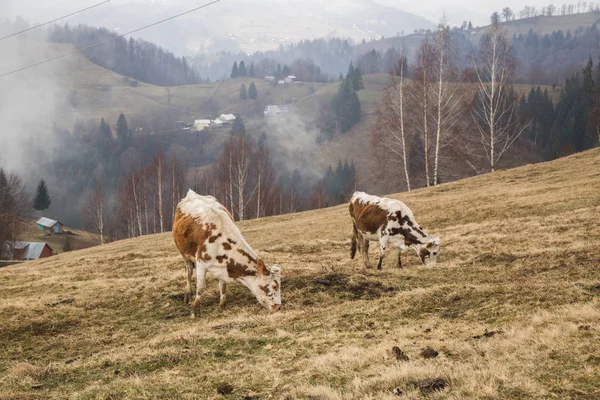 Paisagem Com Estoque Vivo Pastando Colinas Com Montanhas Nebulosas Krasnoyillya — Fotografia de Stock