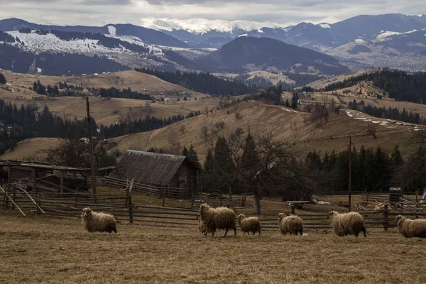 Krajina Živými Pastmi Kopcích Krasnoyillya — Stock fotografie