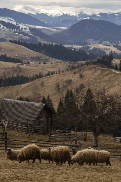 景观与活股票放牧在山上 克拉斯诺伊利耶 — 图库照片