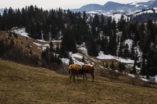 景观与活股票放牧在山上 克拉斯诺伊利耶 — 图库照片