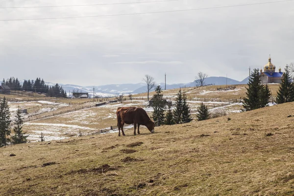 Krajina Kravskou Pastvou Kopcích Mlhavé Hory Krasnoyillya — Stock fotografie