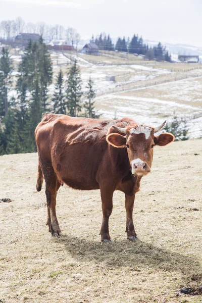 景观与牛放牧在山上与雾山 克拉斯诺伊利耶亚 — 图库照片