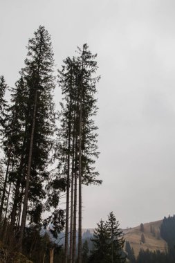 gün içinde Synytsi yakınlarındaki dağların doğal manzarası, Verhovyna Köyü