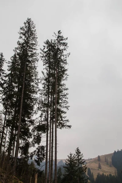 gün içinde Synytsi yakınlarındaki dağların doğal manzarası, Verhovyna Köyü