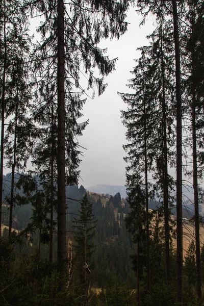 gün içinde Synytsi yakınlarındaki dağların doğal manzarası, Verhovyna Köyü