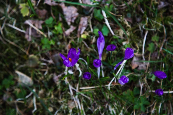 Close Flowers Hill Synytsi Verhovyna — Stock Photo, Image