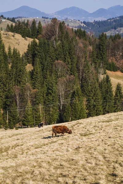 景观与活股票放牧在村庄霍洛维的山上 — 图库照片