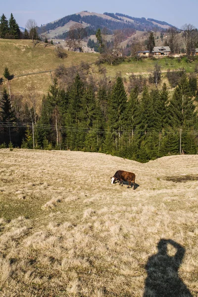 landscape with live stock grazing on hills at village Holovy