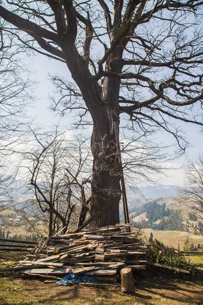 view of big tree at village Holovy, Ukraine