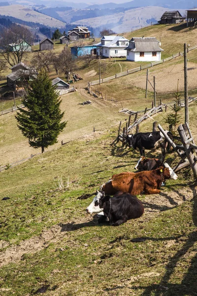 landscape with live stock grazing on hills at village Holovy