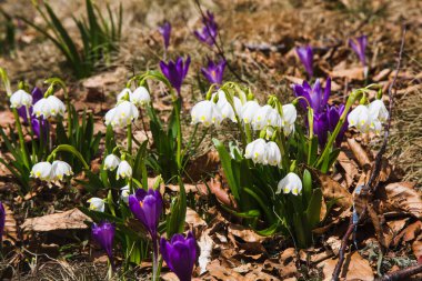 köy Kvasy yakınlarındaki doğal manzara, Mount Blyznytsya
