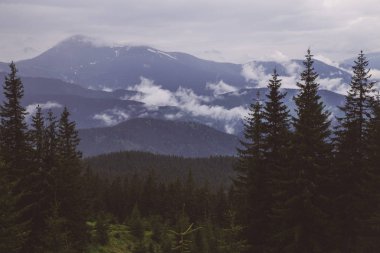 Kukul Dağı arka plan üzerinde çam ve köknar ağaçlarının görünümü, Yaremche, Ukrayna