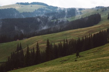 Kukul Dağı arka plan üzerinde çam ve köknar ağaçlarının görünümü, Yaremche, Ukrayna