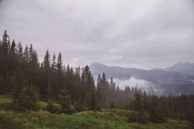 Kukul Dağı arka plan üzerinde çam ve köknar ağaçlarının görünümü, Yaremche, Ukrayna