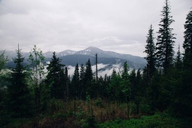 Kukul Dağı arka plan üzerinde çam ve köknar ağaçlarının görünümü, Yaremche, Ukrayna