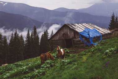 Kukul Dağı arka plan üzerinde atlar ve köy evi görünümü, Yaremche, Ukrayna