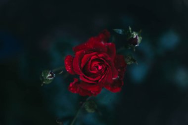 koyu arka plan üzerinde gül çiçeği yakın, Yaremche