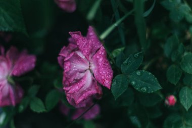 gül çiçekleri açık havada büyüyen yakın çekim, Yaremche