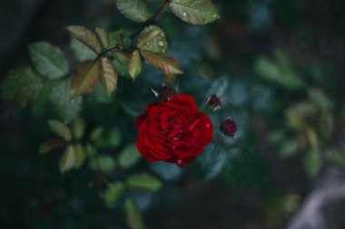 koyu arka plan üzerinde gül çiçeği yakın, Yaremche