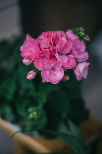 Närbild Färgglada Blommor Växer Utomhus Yaremche — Stockfoto