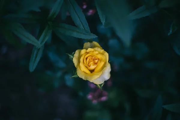 Nahaufnahme Der Rosenblüte Auf Dunklem Hintergrund Yaremche — Stockfoto