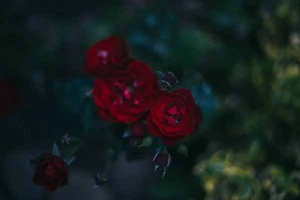 Nahaufnahme Von Rosen Blumen Wachsen Freien Yaremche — Stockfoto