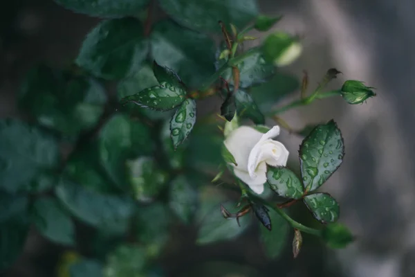 Närbild Rosen Blomma Mörk Bakgrund Yaremche — Stockfoto