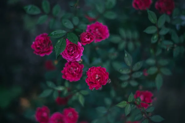 Gül Çiçekleri Açık Havada Büyüyen Yakın Çekim Yaremche — Stok fotoğraf